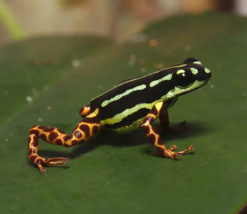 Khám phá ếch phi tiêu độc tạo dáng đẹp mắt và sinh động