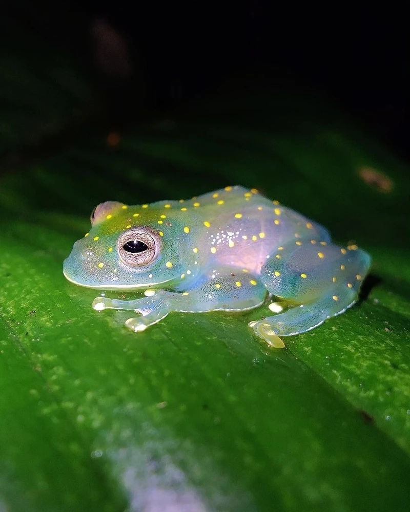 Hé lộ đặc điểm nổi bật của ếch thủy tinh