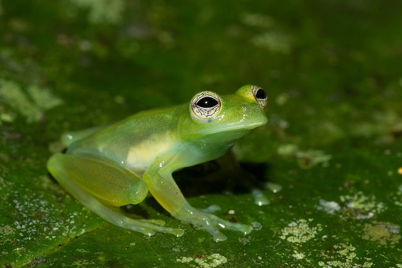 Khả năng bám tốt của ếch thủy tinh chân bám tốt trên cây