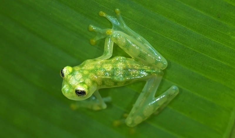 Phân bố rộng khắp với ếch thủy tinh phân bố việt nam