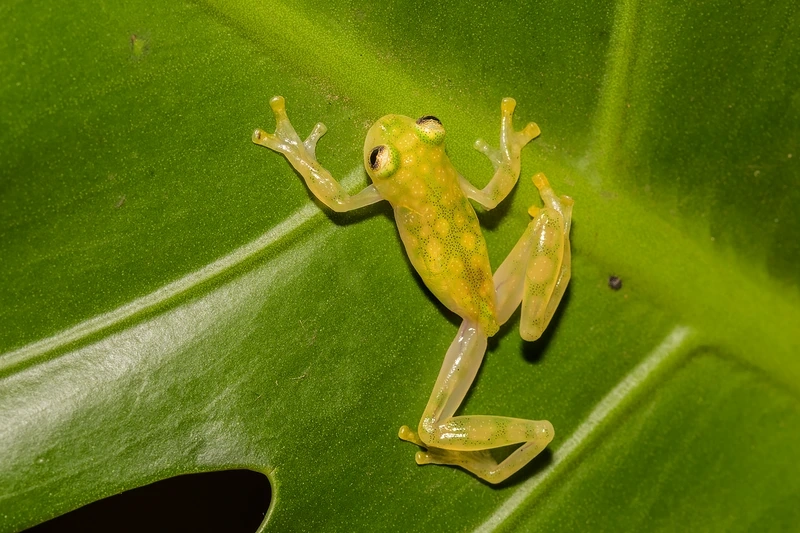 Chụp ảnh đẹp với ếch thủy tinh chụp ảnh cận cảnh dễ dàng