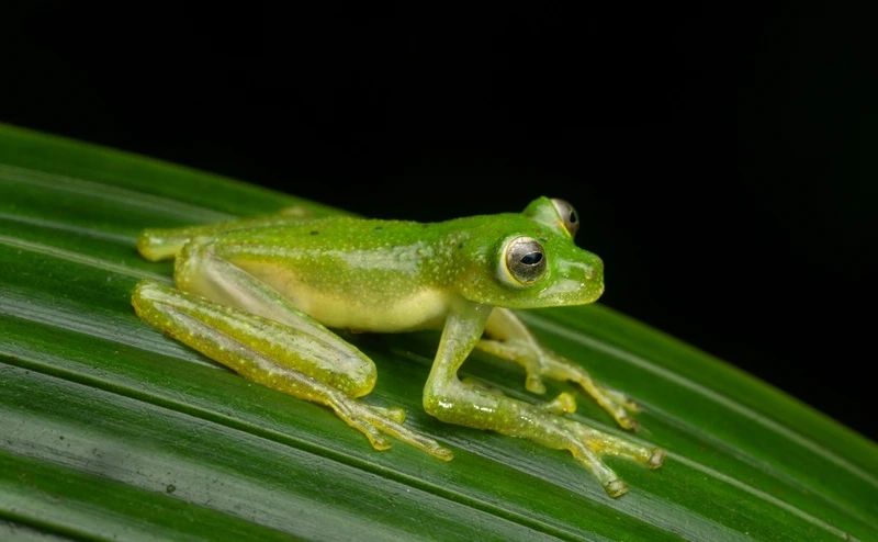 Thú vị khi ếch thủy tinh ẩn nấp trong lá rừng