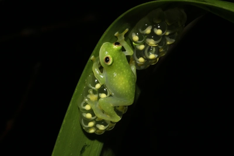 Hình ảnh đáng yêu với ếch thủy tinh mắt to nổi bật