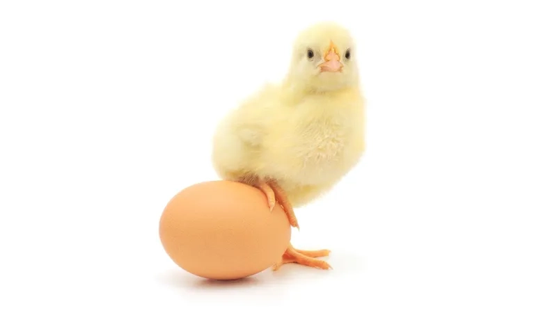 Hướng dẫn cách nuôi gà con mới nở