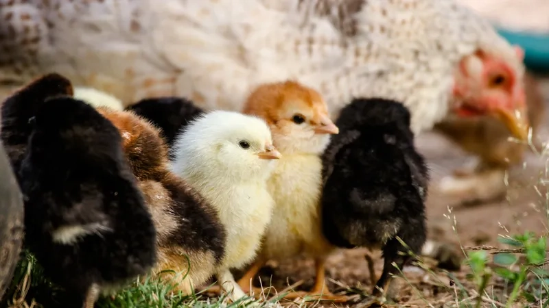 Chữa gà con bị tiêu chảy phân trắng