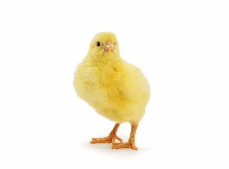 Chăm sóc gà con siêu thịt mau lớn