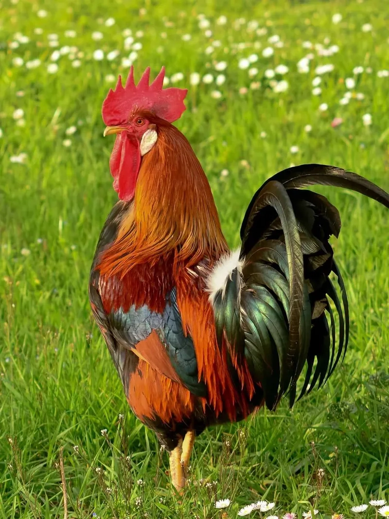 Sự khác biệt gà trống gà mái