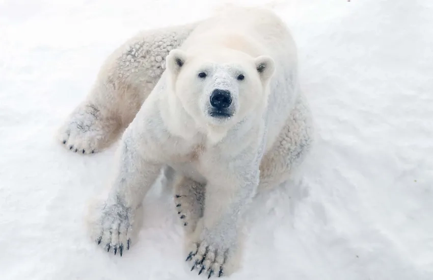 Con gấu bắc cực ngộ nghĩnh trong tự nhiên bắc cực