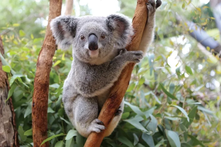 Hình koala ngộ nghĩnh khiến mọi người thích thú