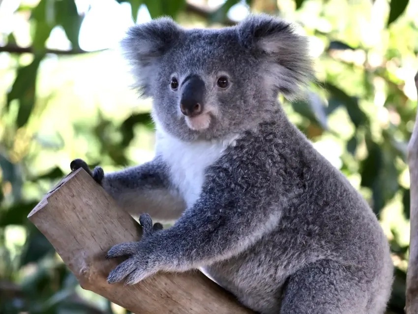 Hình ảnh gấu koala đẹp tự nhiên giữa rừng Úc