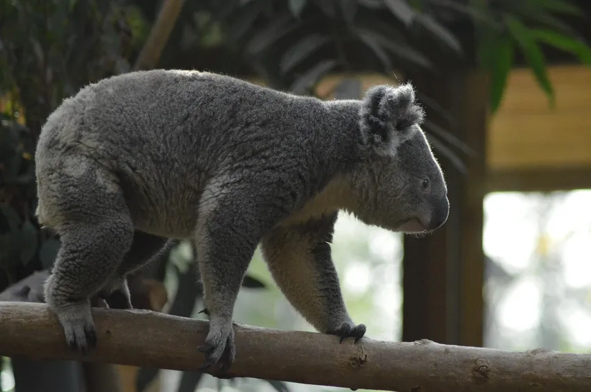 Gấu túi Úc koala sống hòa hợp với thiên nhiên