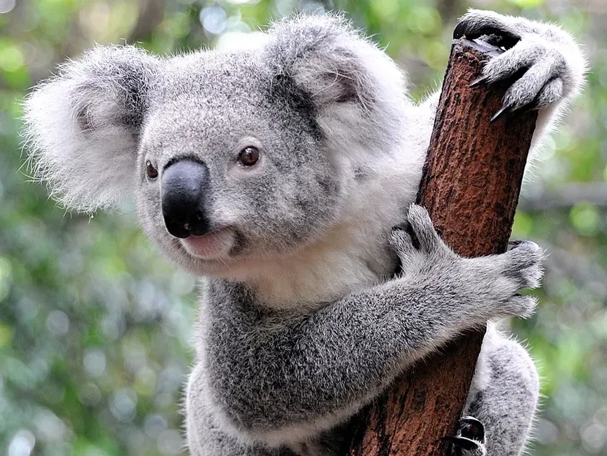 Koala dễ thương ngủ ngon trên cành cây xanh