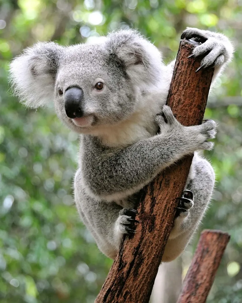 Gấu koala ngủ bao lâu để nạp năng lượng cho ngày