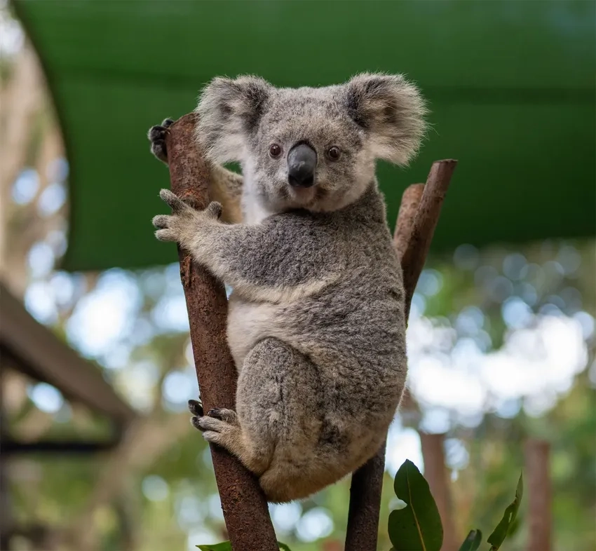 Koala sống ở đâu là câu hỏi nhiều người thắc mắc