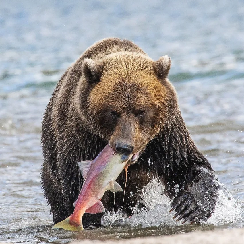 Ảnh gấu nâu bắt cá hồi giữa dòng nước trong