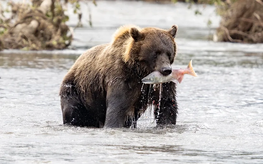 Ảnh động vật hoang dã gấu nâu cực thu hút