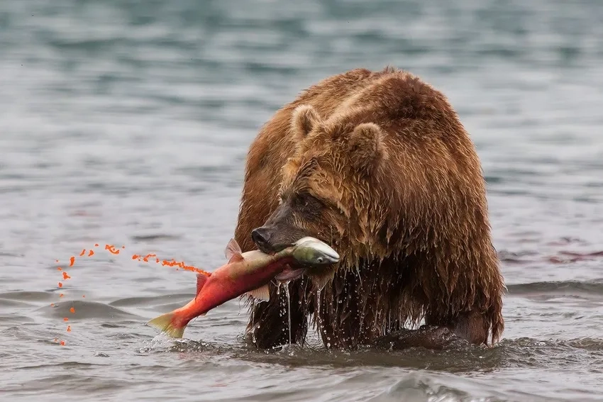Gấu nâu săn mồi tự nhiên cực kỳ mạnh mẽ