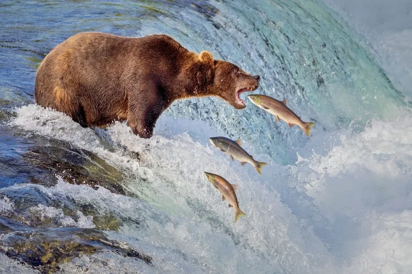 Ảnh gấu nâu với cá hồi đầy kịch tính