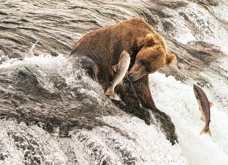 Ảnh wildlife gấu nâu bắt cá hồi sống động