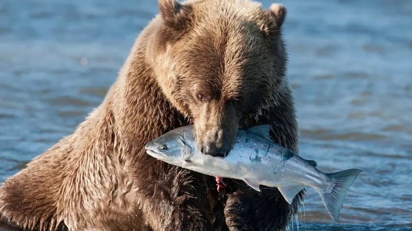 Gấu nâu bắt cá đẹp nhất giữa dòng nước xiết