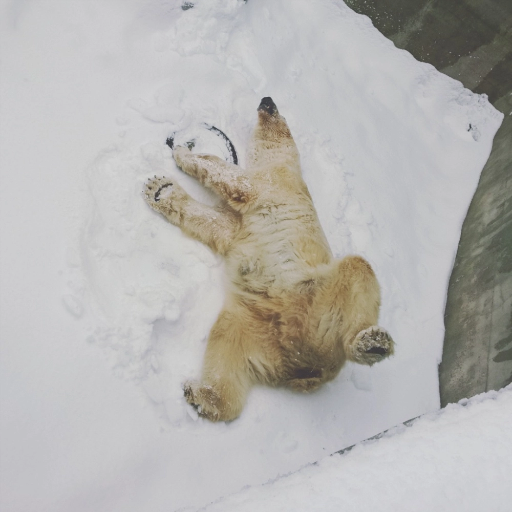 Ánh mắt tò mò của chú gấu trắng Bắc Cực nhỏ