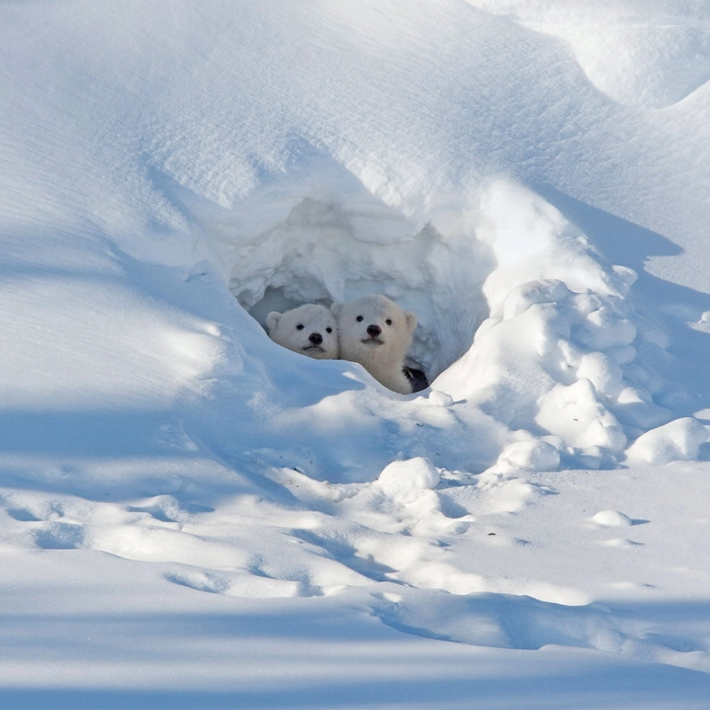 Hình ảnh gấu trắng Bắc Cực nằm thư giãn trên tuyết