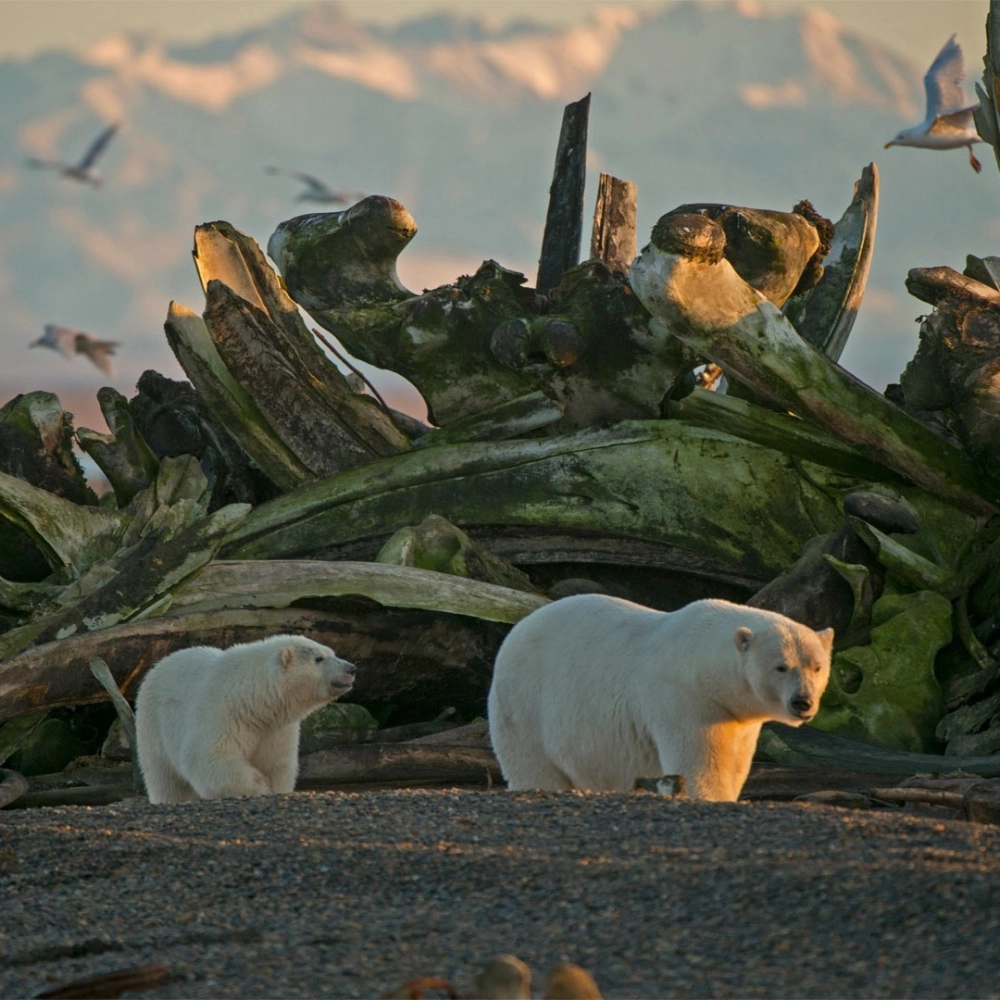 Bộ lông trắng muốt của gấu trắng Bắc Cực dưới nắng