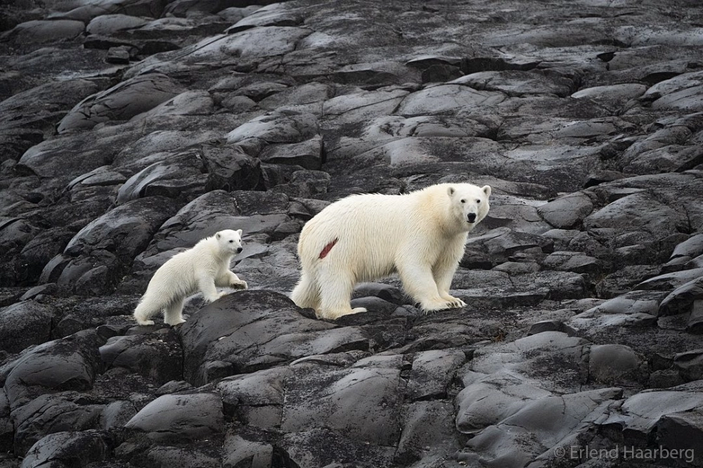 Gấu trắng Bắc Cực đứng bằng hai chân sau cực đẹp