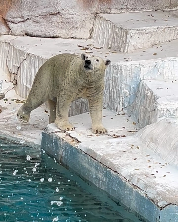  Gấu trắng Bắc Cực nhảy qua các tảng băng trôi