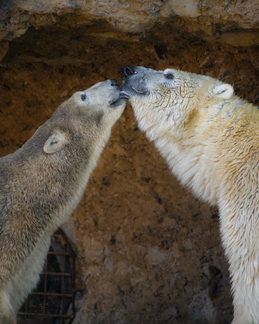 Hình ảnh gấu trắng Bắc Cực bơi trong làn nước lạnh