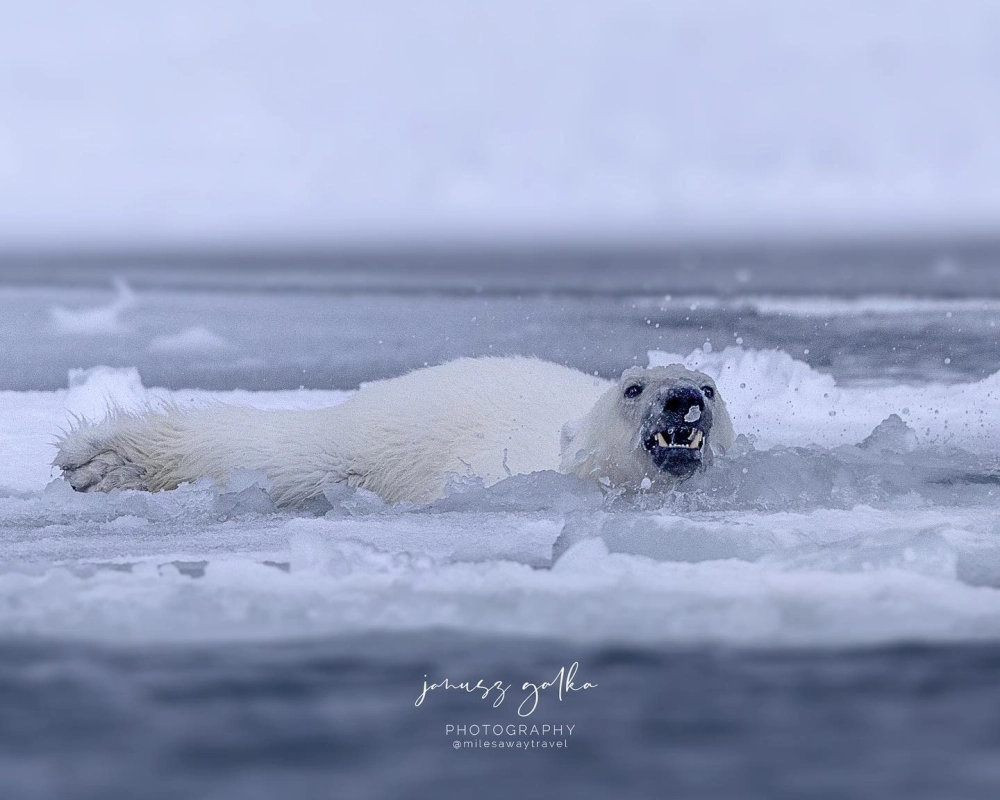 Gấu trắng Bắc Cực con bám vào lưng mẹ