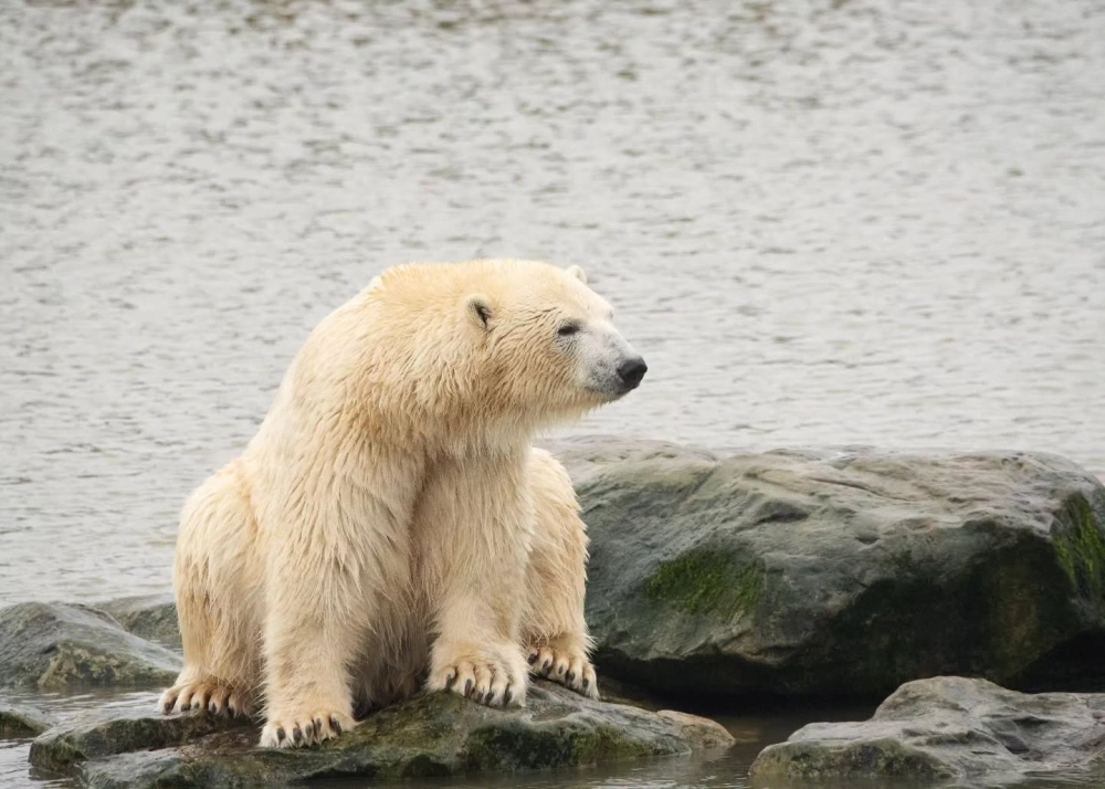 Gấu trắng Bắc Cực khổng lồ đứng trên vách đá băng