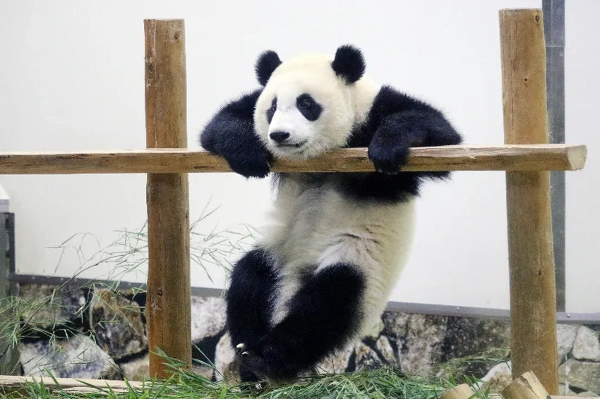 Hình nền gấu trúc panda cute cho điện thoại của bạn