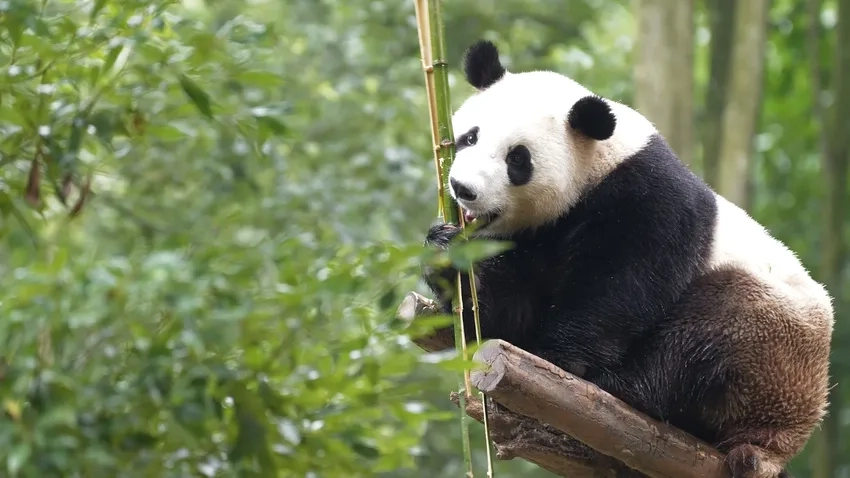 Hình ảnh con gấu trúc siêu dễ thương trong rừng