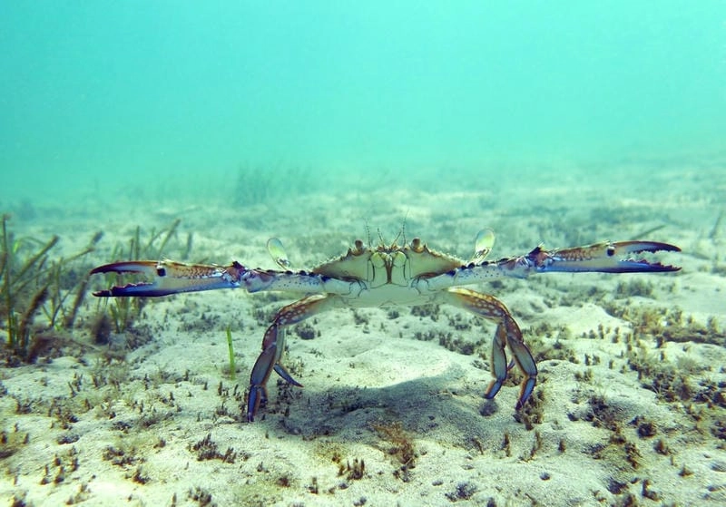 Ghẹ xanh là con gì khiến nhiều người tò mò