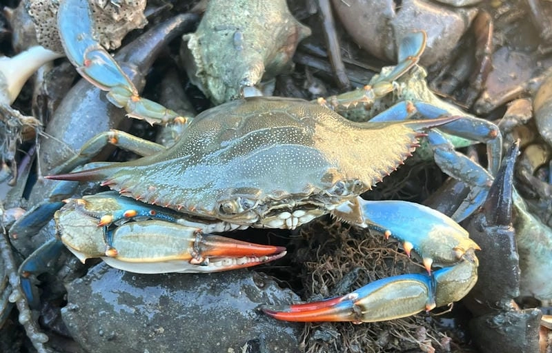 Ghẹ xanh sống ở đâu trong môi trường tự nhiên