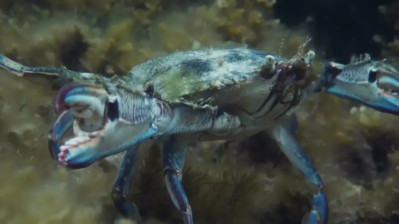 Mùa ghẹ xanh rộ nhất vào thời điểm biển ấm