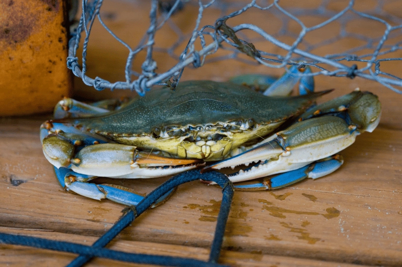 Nơi sống ghẹ xanh thường là đáy cát bùn