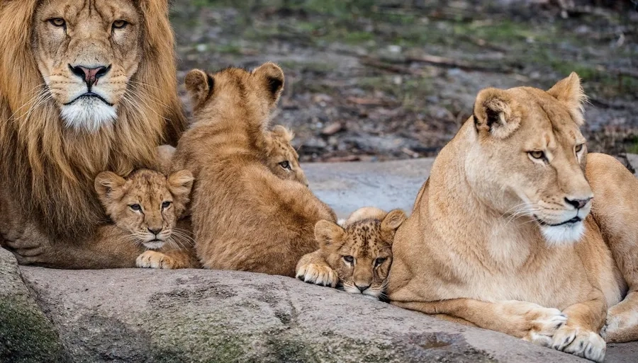 Gia đình sư tử thể hiện kỹ năng săn mồi theo bầy