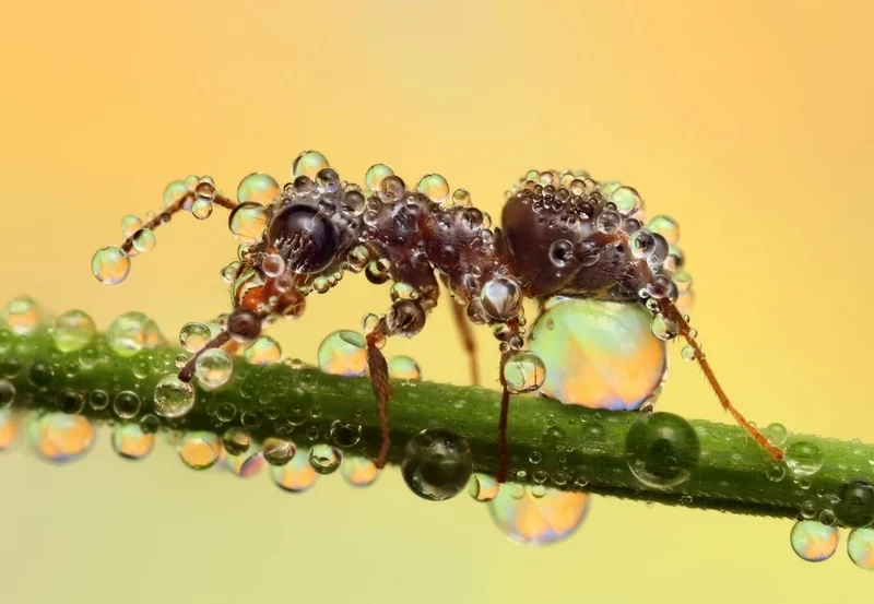Lưu lại hình ảnh giọt sương trên côn trùng sáng rực