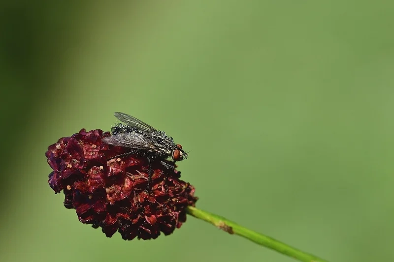 Khám phá giọt sương trên côn trùng độ nét cao sắc nét