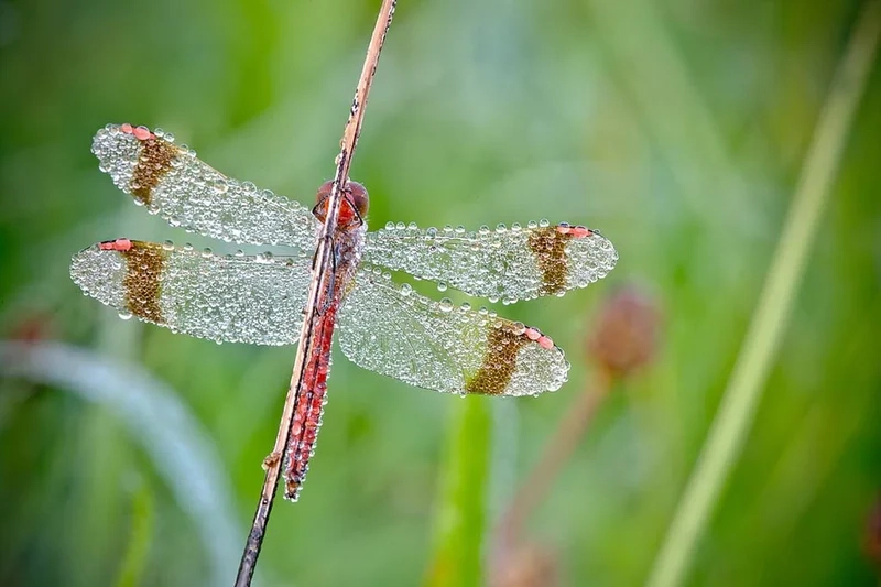 Tìm hiểu giọt sương trên côn trùng sinh thái tự nhiên