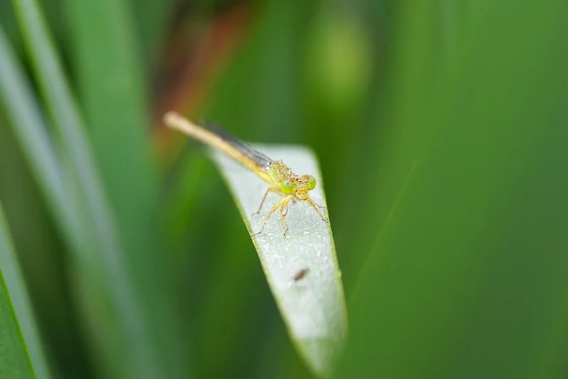 Chiêm ngưỡng giọt sương trên côn trùng long lanh rực rỡ
