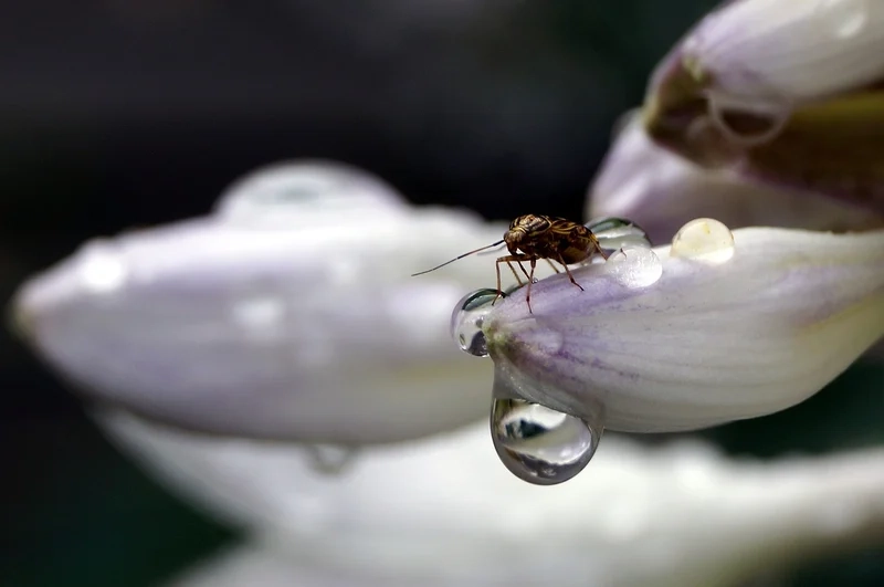 Thưởng thức giọt sương trên côn trùng chụp gần tinh xảo