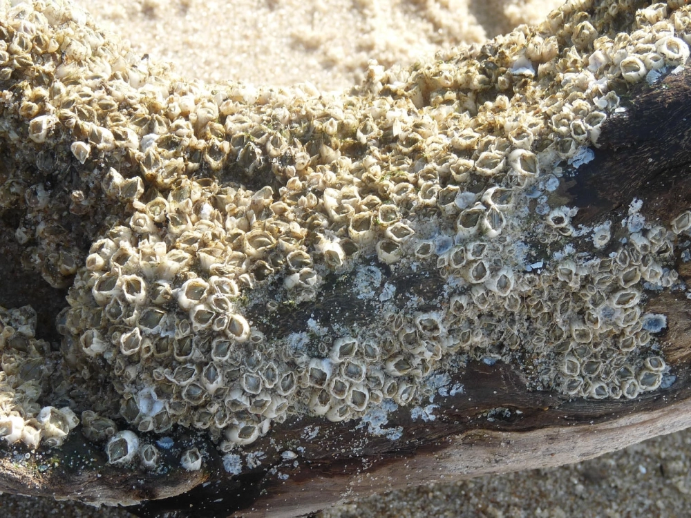 Chu trình sống của hà biển từ giai đoạn ấu trùng đến trưởng thành