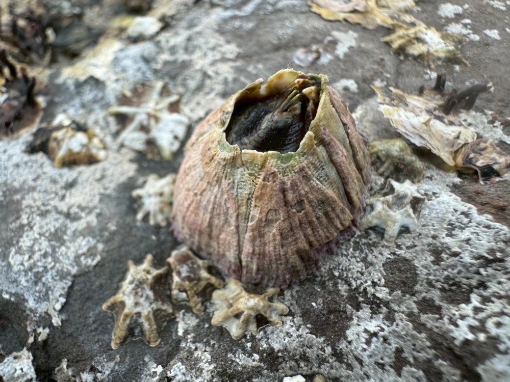 Hình ảnh hà biển bám đá tạo nên kết cấu xù xì độc đáo