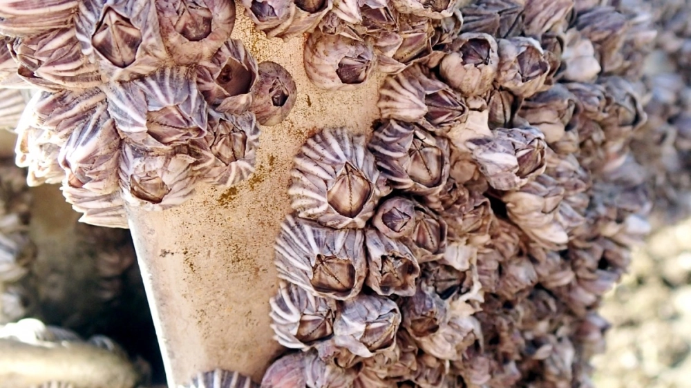 Ấu trùng hà biển trôi nổi trong nước trước khi tìm nơi bám đậu