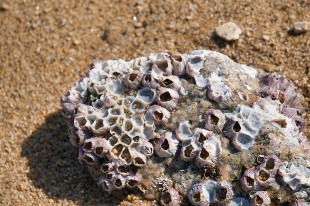 Công nhân đang thực hiện cách loại bỏ hà biển trên thân tàu lớn