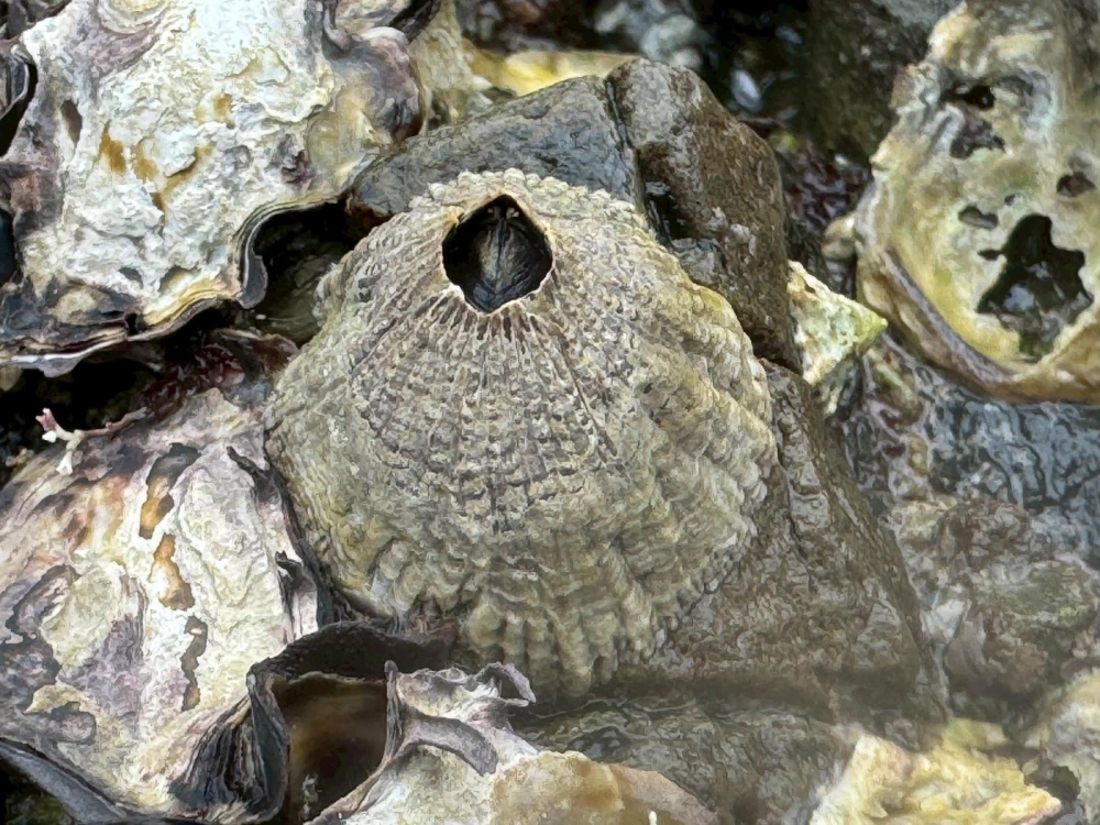 Nghệ thuật nhiếp ảnh với vỏ hà biển trên nền cát trắng mịn