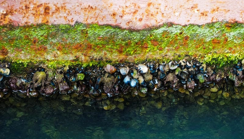 Hà biển tiếng Anh gọi là barnacle trong sinh học